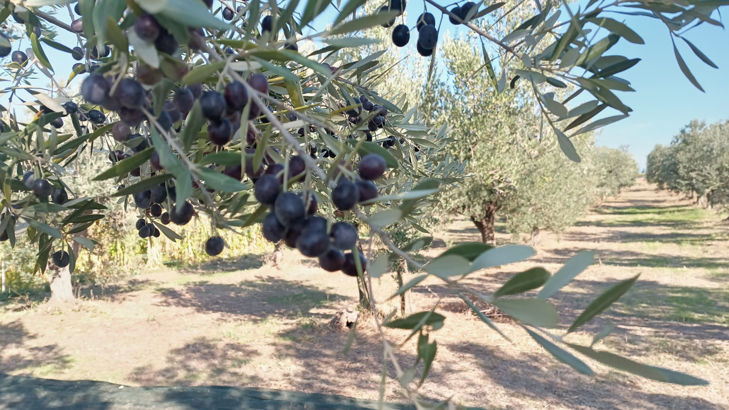 Olive nere mature sul ramo — ottobre 2025, Masseria La Palombara