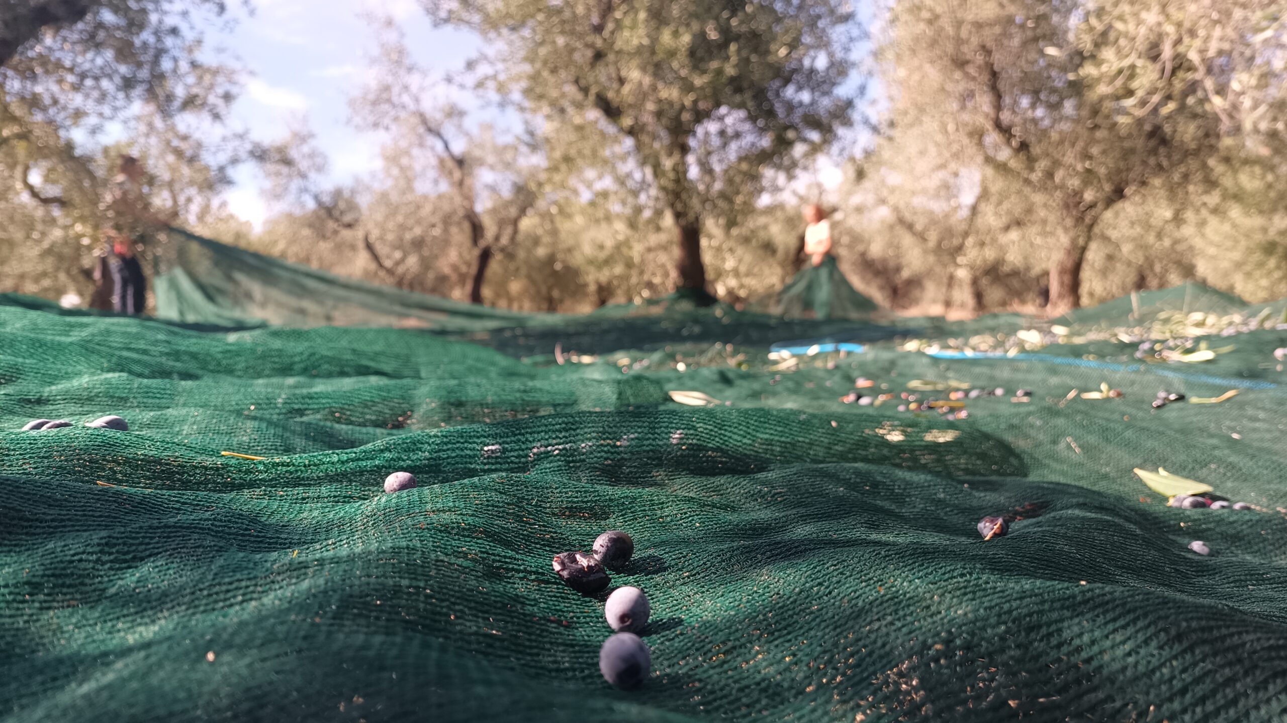 Olive appena staccate sulle reti di raccolta — Masseria La Palombara