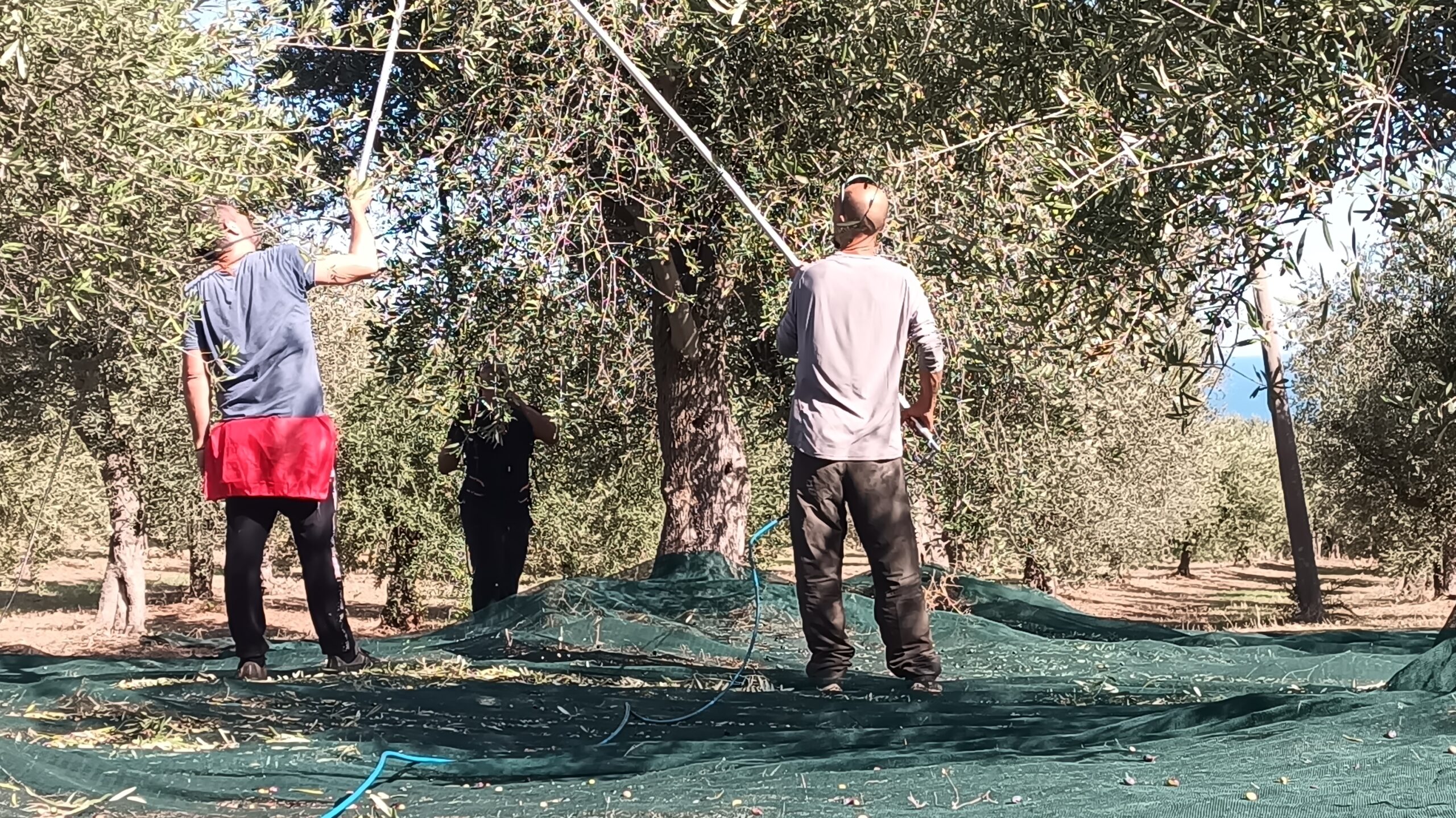 Raccolta olive con abbacchiatori — ottobre 2025