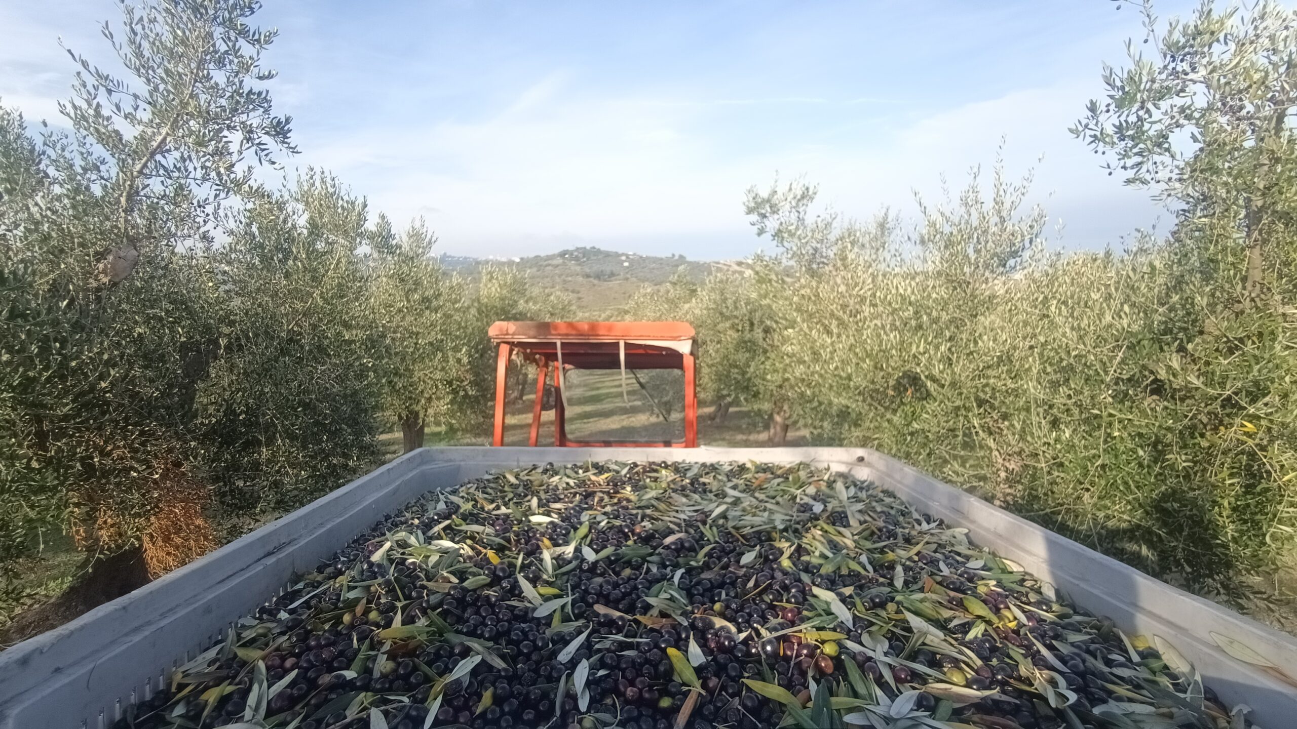 Cassone di olive nere raccolte — Masseria La Palombara, ottobre 2025