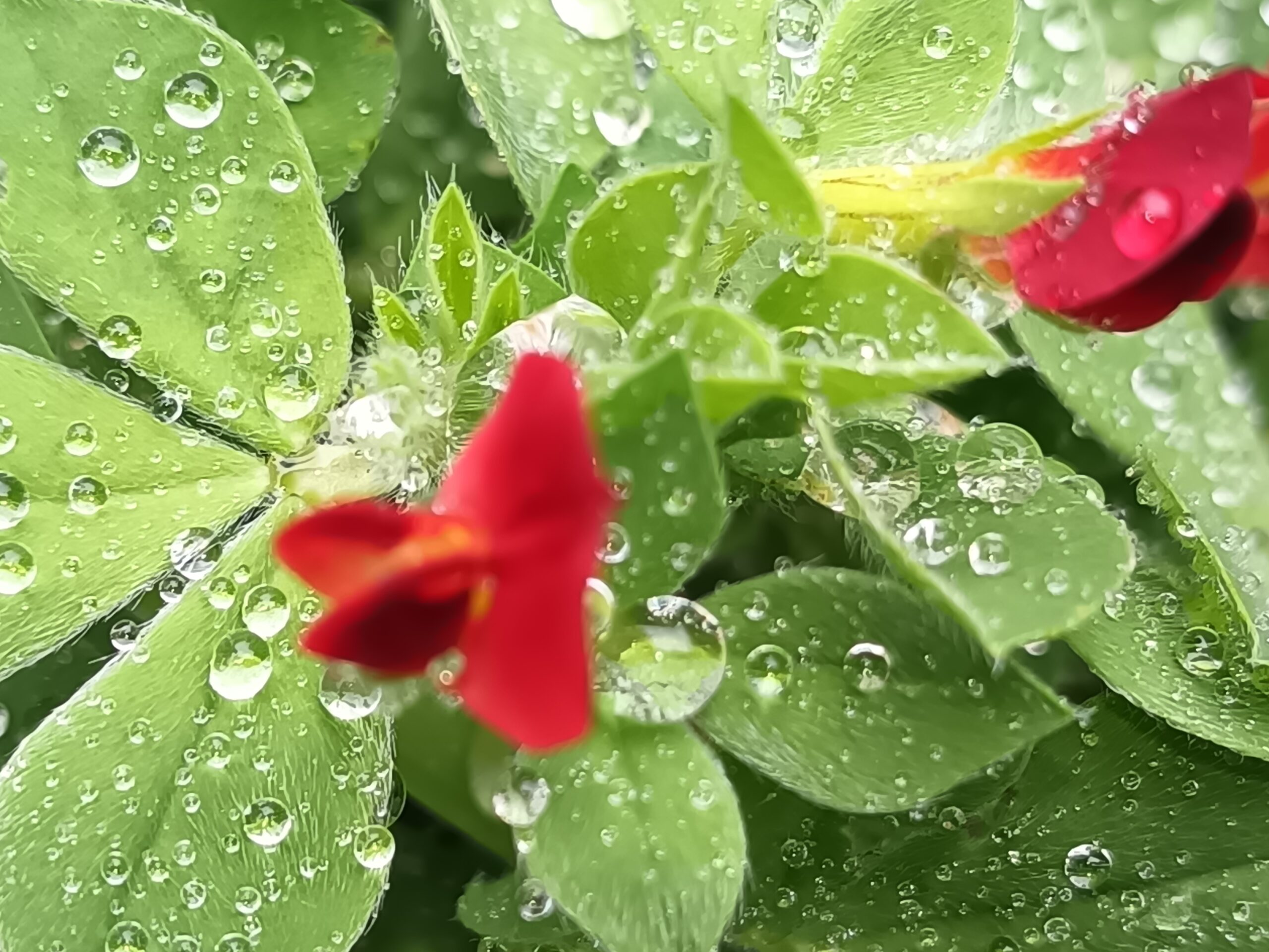 Sulla (leguminosa da sovescio) in fiore con gocce di pioggia nell'inerbimento dell'oliveto — Masseria La Palombara, aprile 2026