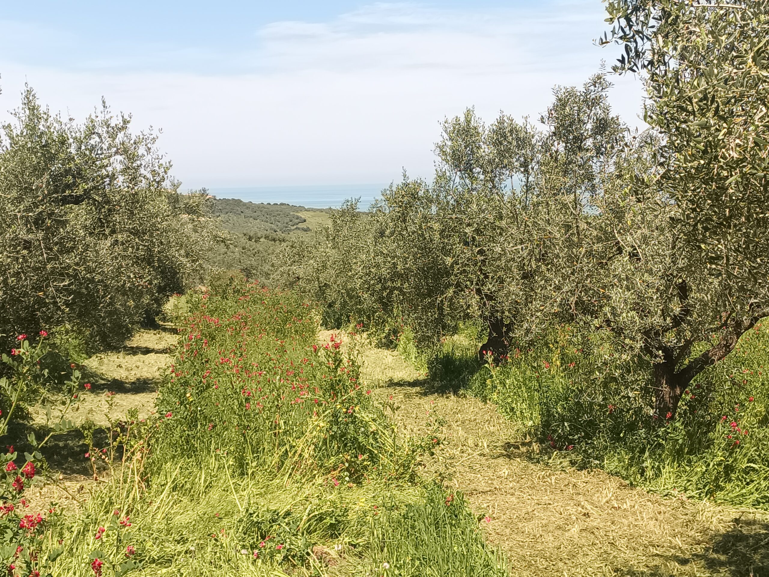 Oliveto della Masseria La Palombara con papaveri e mare Adriatico — aprile 2026