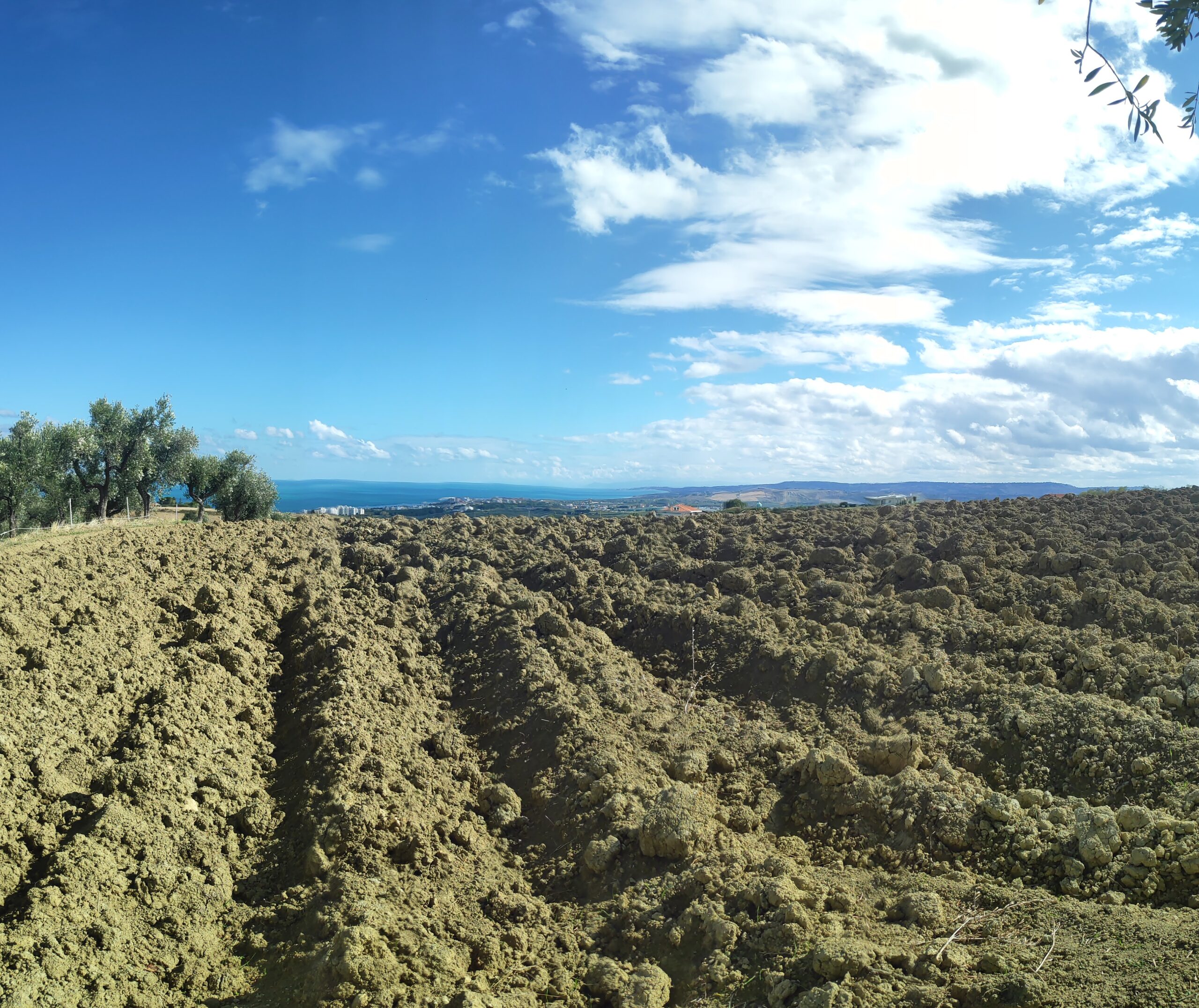 Panorama dalla collina della Masseria La Palombara: terreno argilloso, ulivi e mare Adriatico