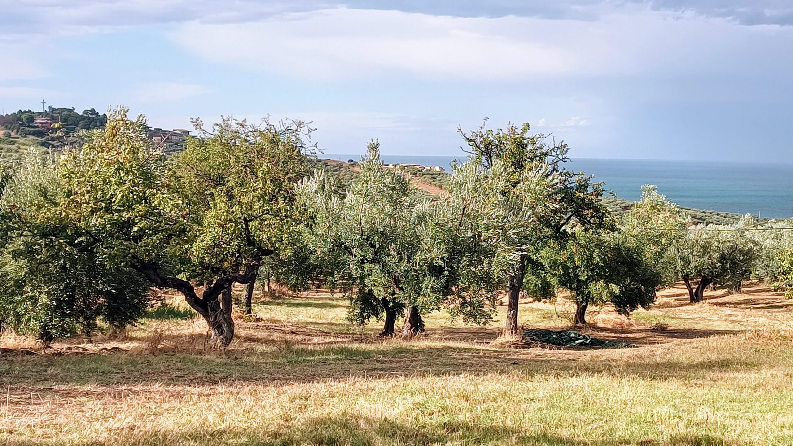 Oliveto biologico della Masseria La Palombara con vista sul mare Adriatico