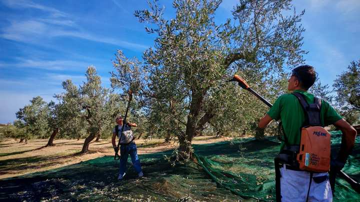 Raccolta delle olive con gli abbacchiatori nell'oliveto biologico di Masseria La Palombara a Vasto, ottobre 2026